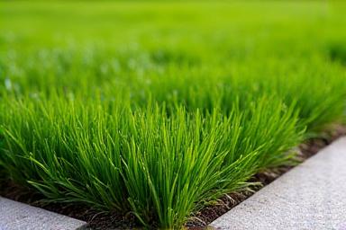 Detail of precision lawn mowing and crisp edging